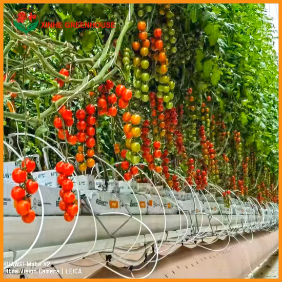 Estufa vegetal de filme PE agrícola de vários períodos com sistema de resfriamento
