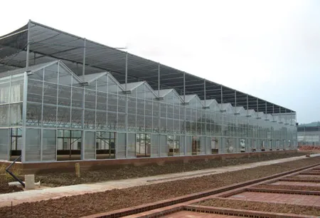 Estufa de folha de PC de alta qualidade com preço de fábrica para plantio de vegetais/tomate com sistema hidropônico