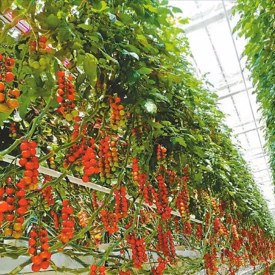 Folha de PC tipo Venlo com efeito de estufa de policarbonato agrícola para cogumelos